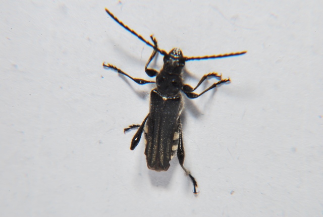 Sconosciuti